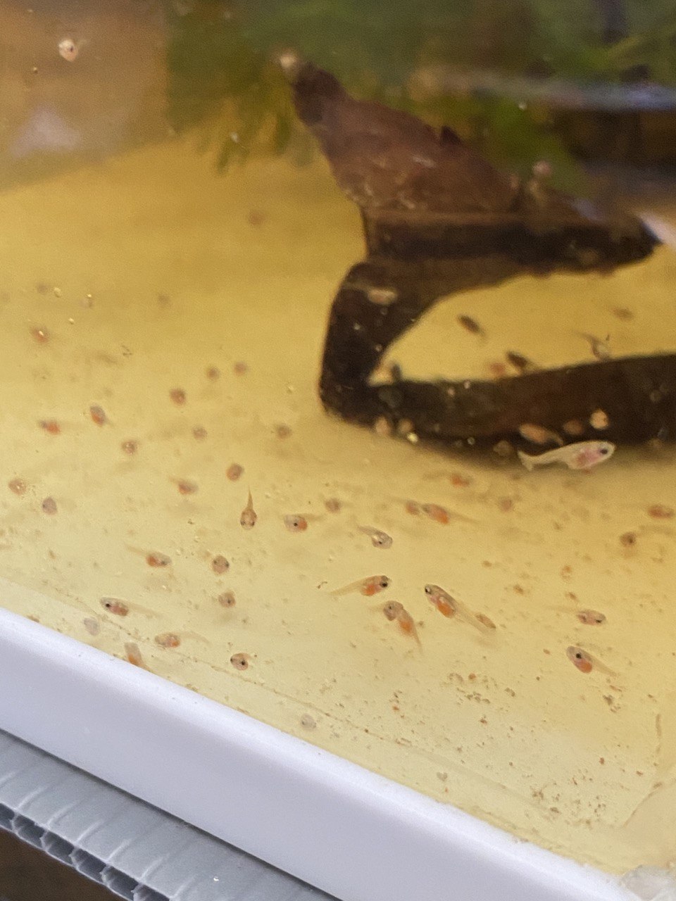 The Only Guide for Breeding Betta Fish (Detailed)