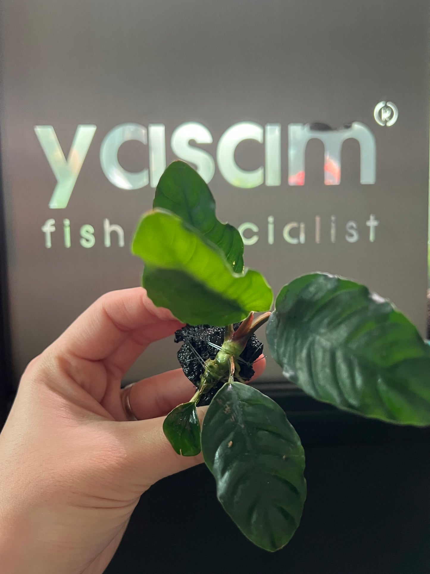 YASAM - Anubias Coffefolia pada Tanaman Hidup Batu