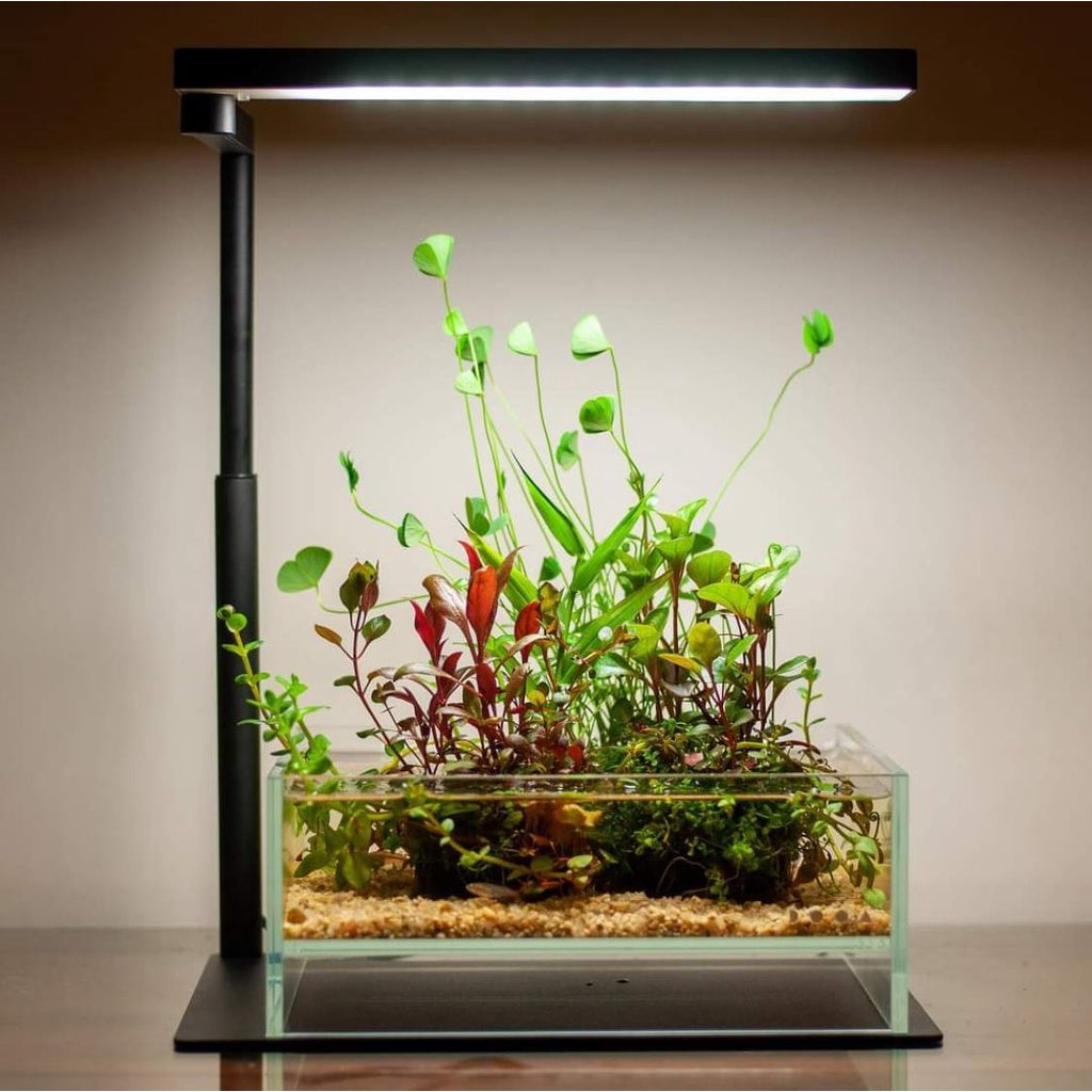 CHIHIROS - CII 系列桌面 LED 水族箱水族造景灯,内置蓝牙(C2 RGB/ C2 白色)