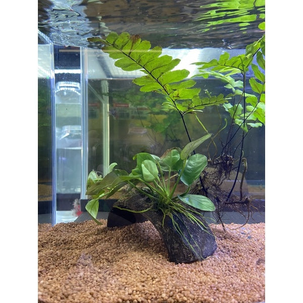 DENNERLE - 水晶石英砾石 5 公斤和 10 公斤