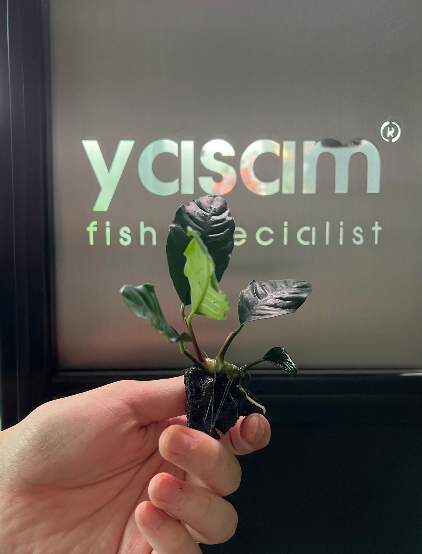 YASAM - Anubias Coffefolia pada Tanaman Hidup Batu