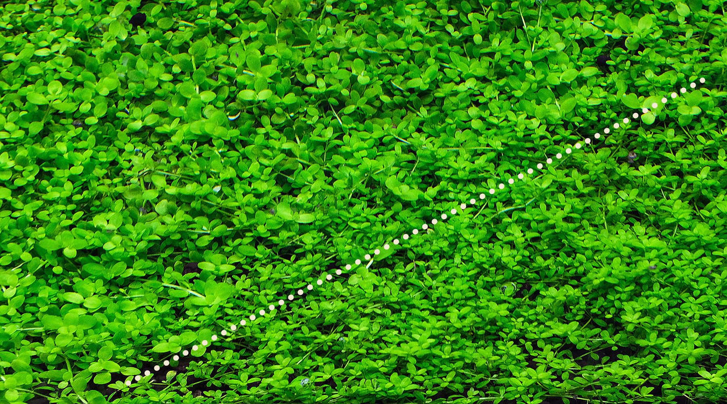 YASAM - Potted Carpeting Plants Micranthemum aka Monte Carlo (SG STORE Live Aquatic Plant)