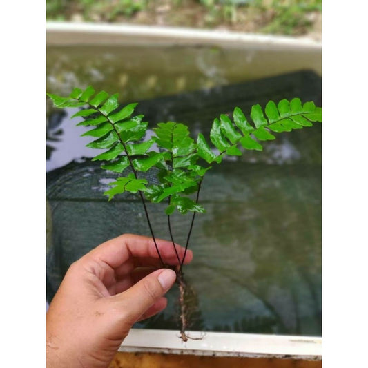 YASAM - 铁线蕨水族馆 Betta 活体植物(至少 2 茎)