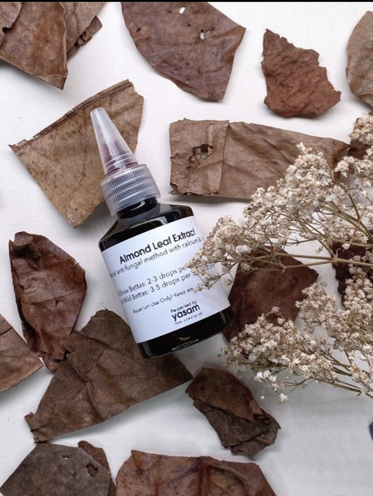 YASAM - 杏仁叶 Ketapang 提取物 Betta 护发素