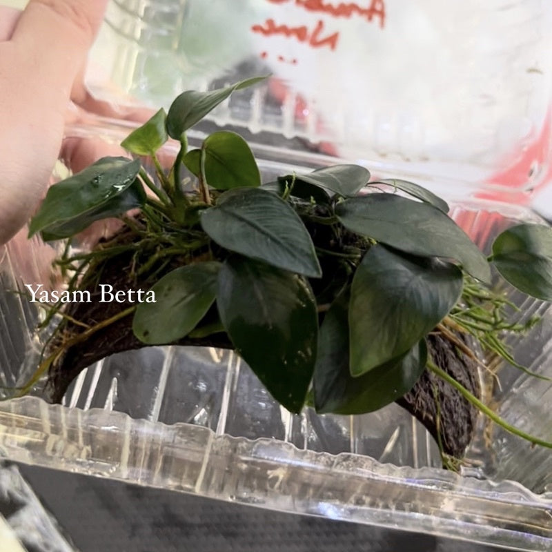 YASAM - 安努比亚娜娜椰子 10 厘米