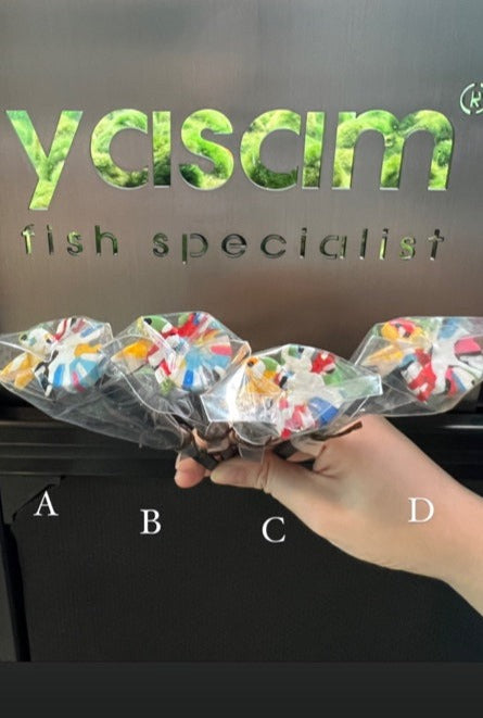 YASAM - Betta Flare Stick Handmade from Thailand