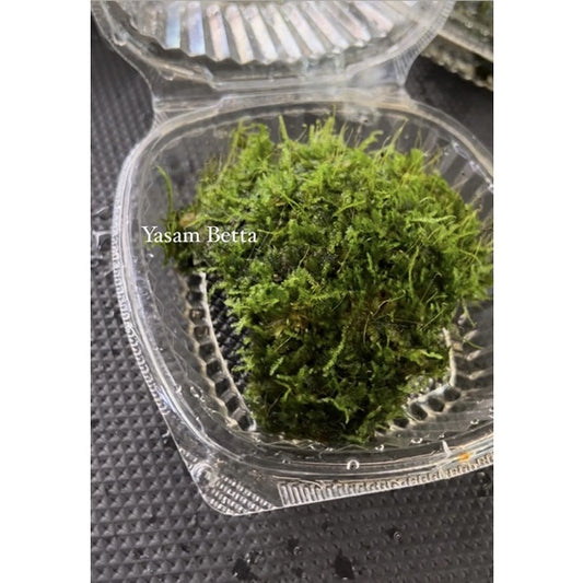 YASAM - 椰子壳上的圣诞节或爪哇苔藓活植物