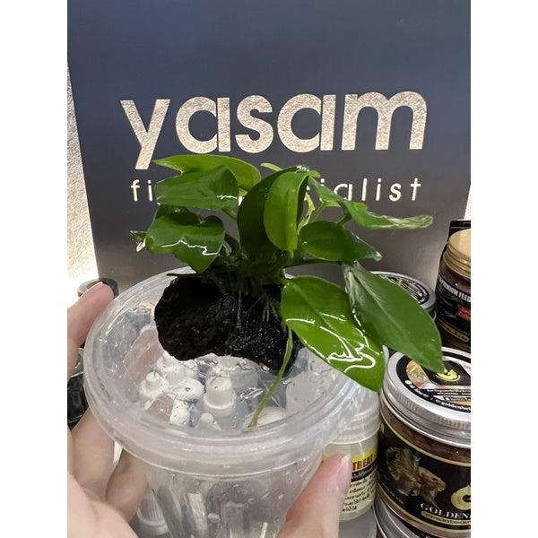 YASAM - 石头上的金色娜娜