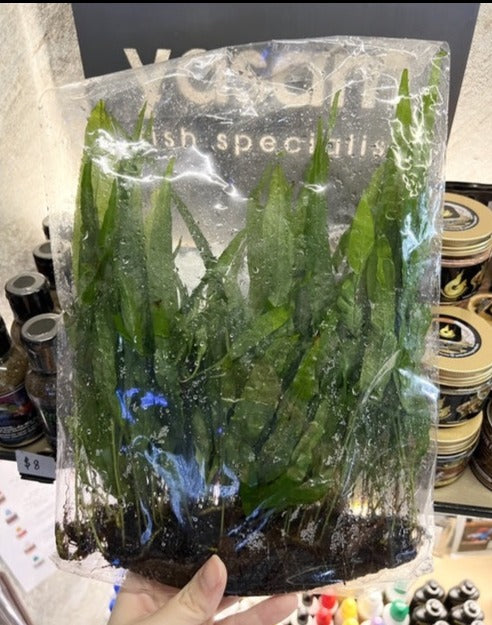 YASAM - Java Fern Narrow Leaf Driftwood Plant approx 5-10cm tall