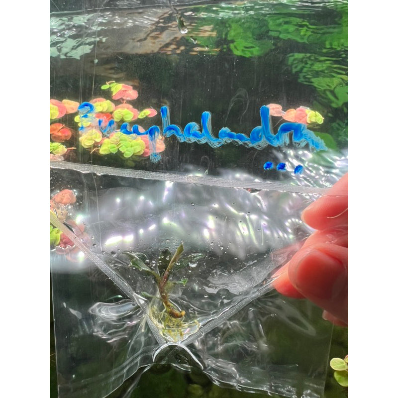 YASAM - Tanaman Hidup Bucephalandra Campuran Per Tangkai
