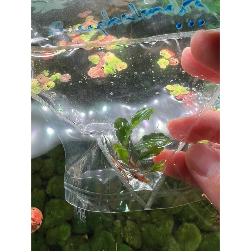 YASAM - Tanaman Hidup Bucephalandra Campuran Per Tangkai