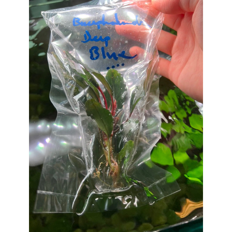 YASAM - Tanaman Hidup Bucephalandra Campuran Per Tangkai