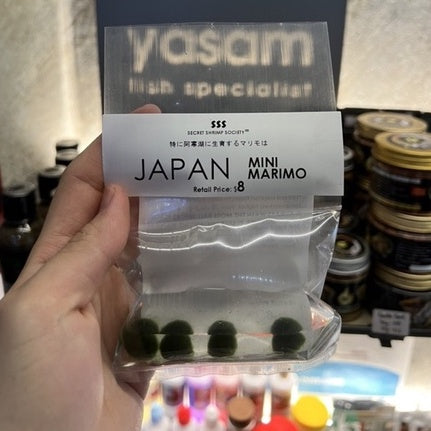 YASAM - 活植物迷你苔藓球 Marimo 苔藓