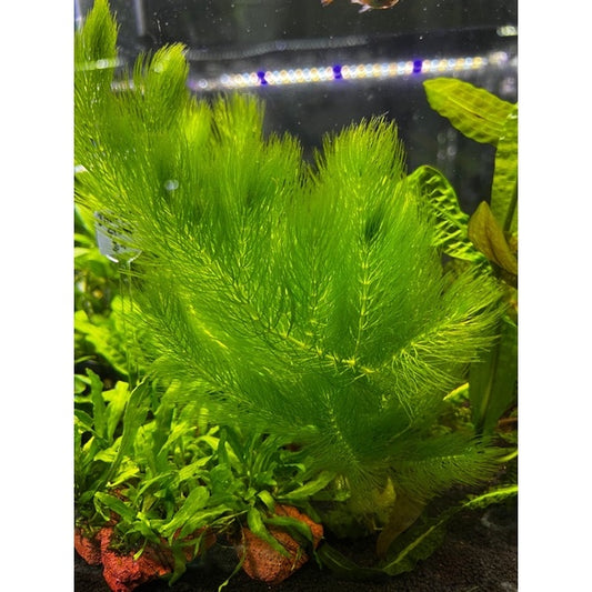 YASAM - 活植物角藻