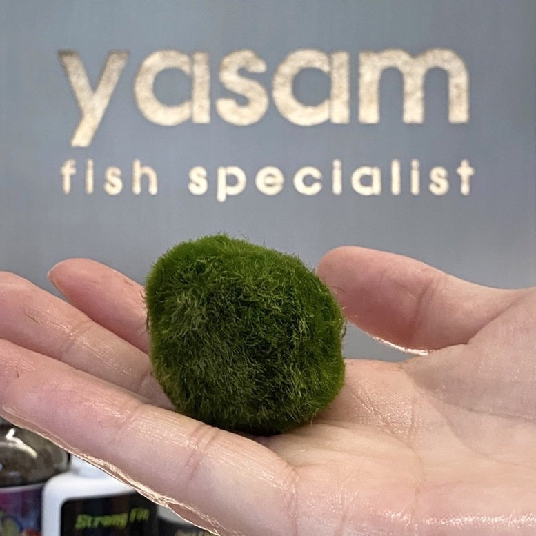 YASAM - Marimo 苔藓球活植物(巨型或中型可供选择)