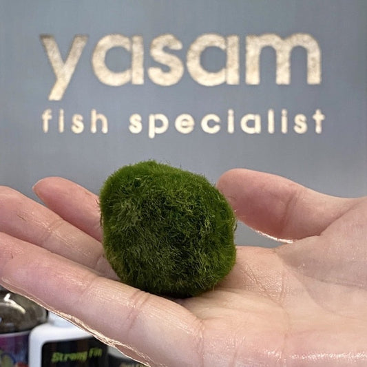 YASAM - Marimo 苔藓球活植物(巨型或中型可供选择)