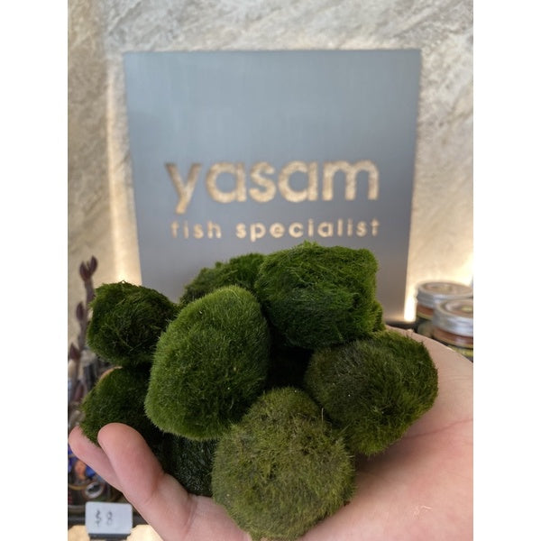 YASAM - Marimo 苔藓球活植物(巨型或中型可供选择)