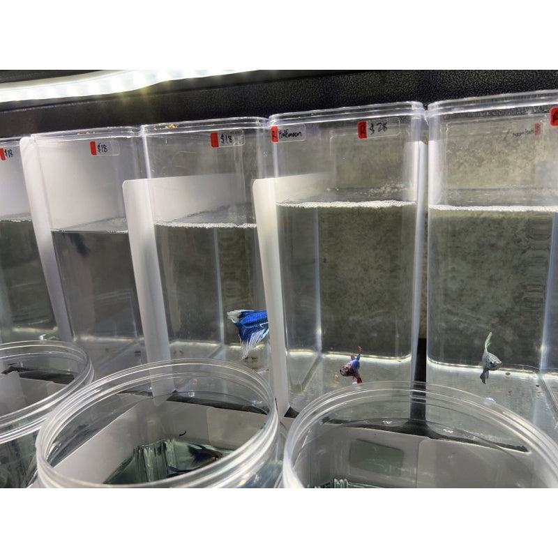 YASAM - 带密封条的斗鱼塑料矩形容器罐