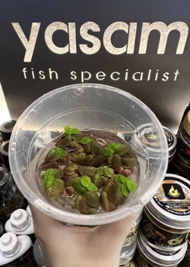 YASAM - Tanaman Hidup Apung Akar Merah (tanaman terapung)