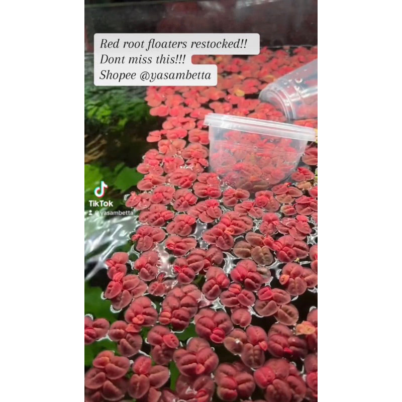 YASAM - Tanaman Hidup Apung Akar Merah (tanaman terapung)