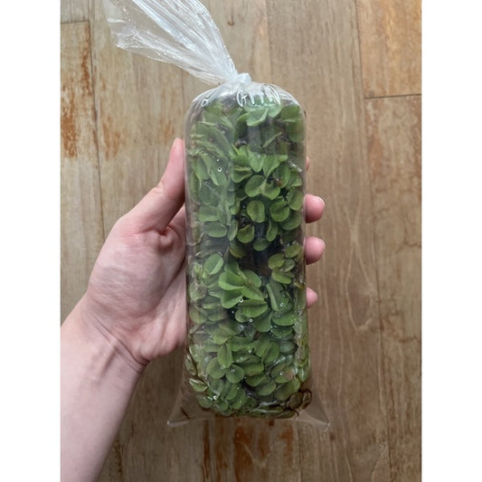 YASAM - Salivina 活体漂浮植物