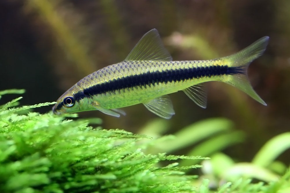 YASAM - Algae Eater Siamese Live Fish (Preorder Only)