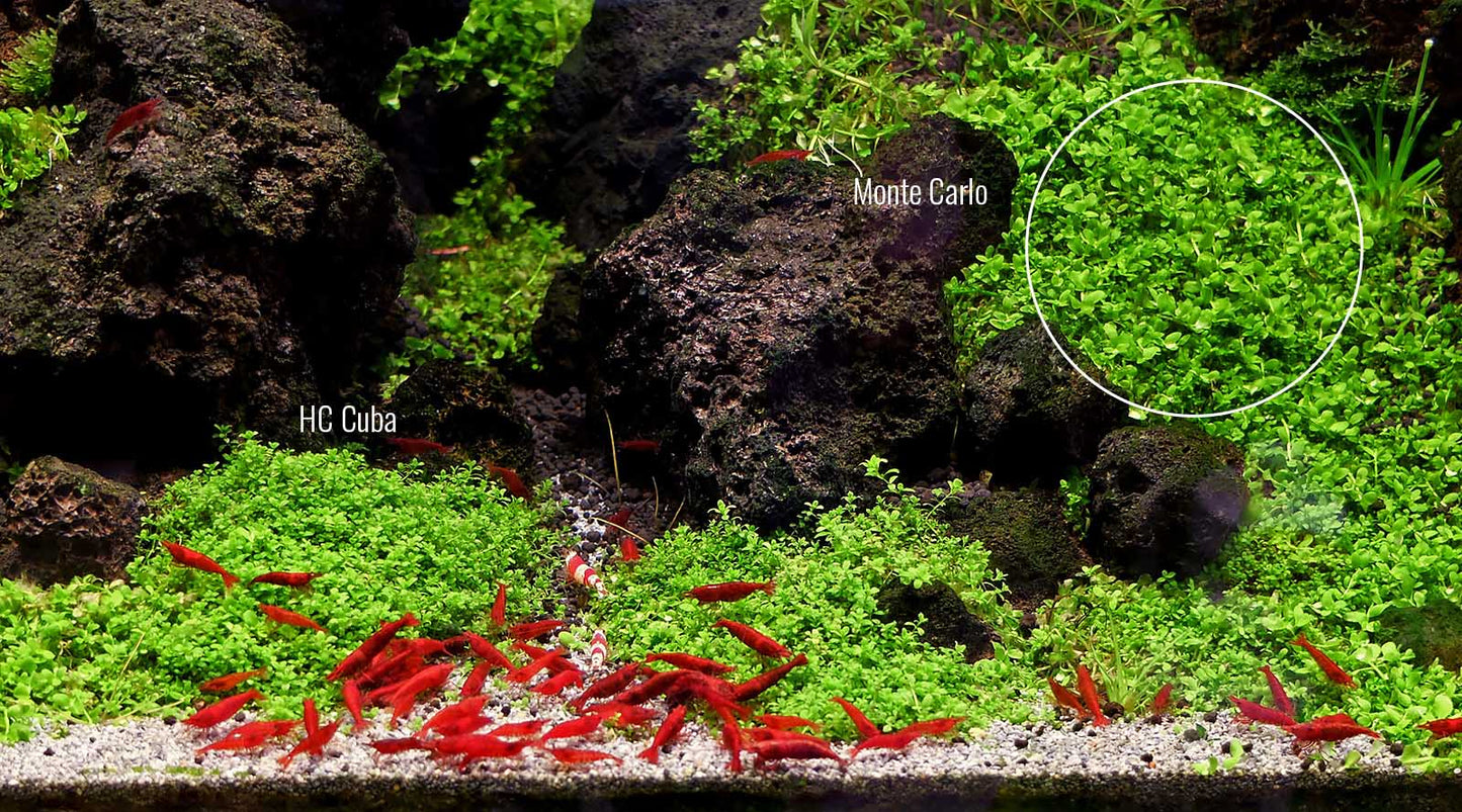 YASAM - Potted Carpeting Plants Micranthemum aka Monte Carlo (SG STORE Live Aquatic Plant)