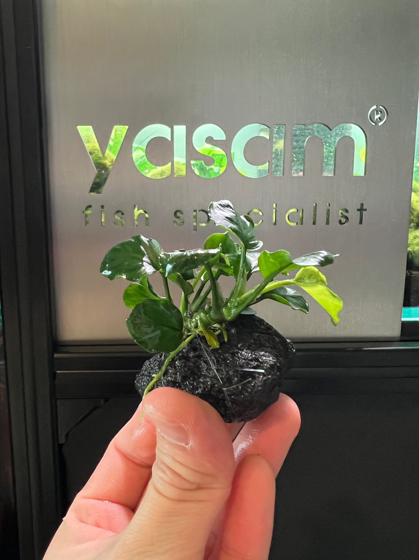 YASAM - Anubias coin nana di atas tanaman batu setinggi kira-kira 6-8cm