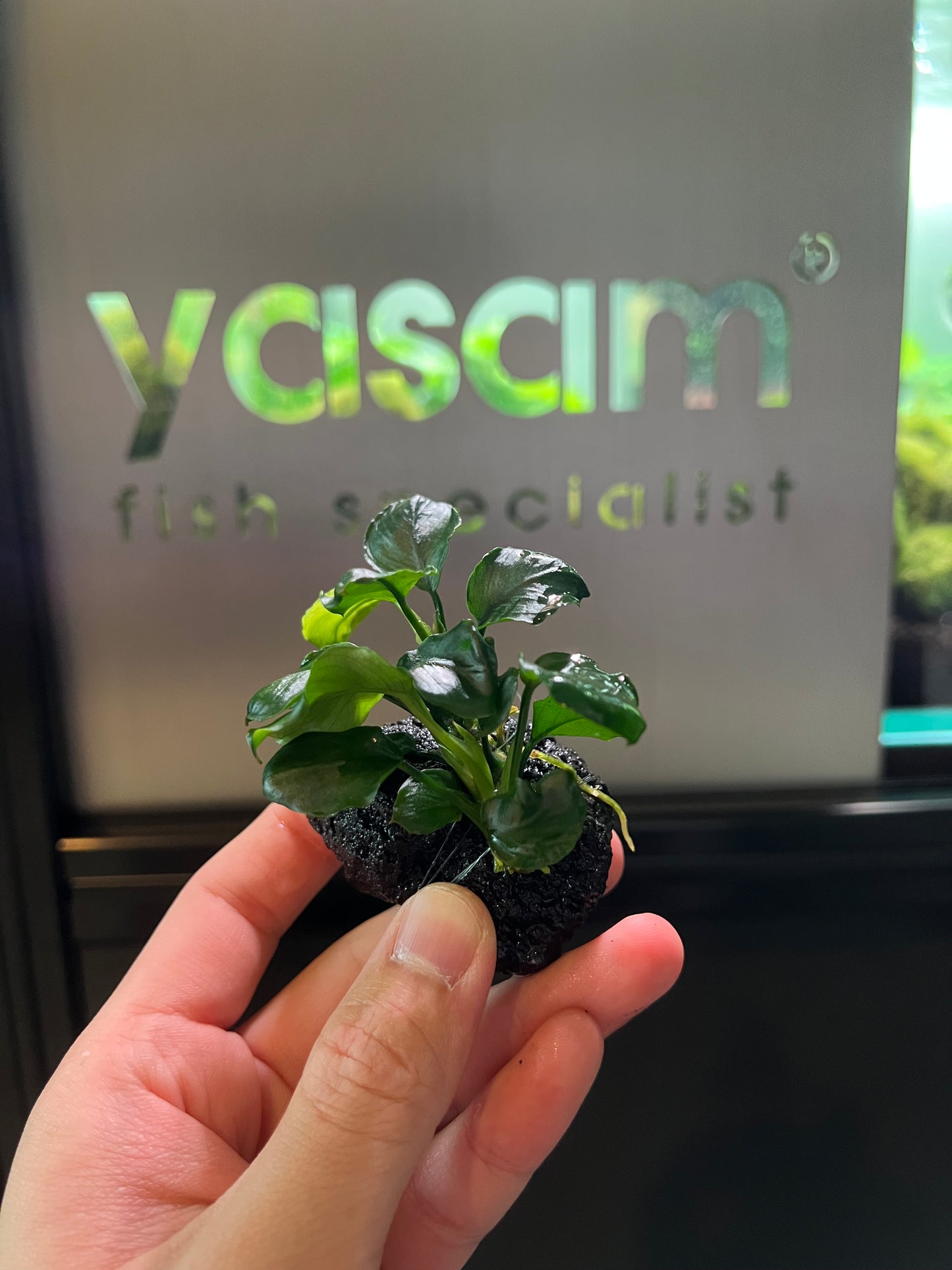 YASAM - Anubias coin nana di atas tanaman batu setinggi kira-kira 6-8cm