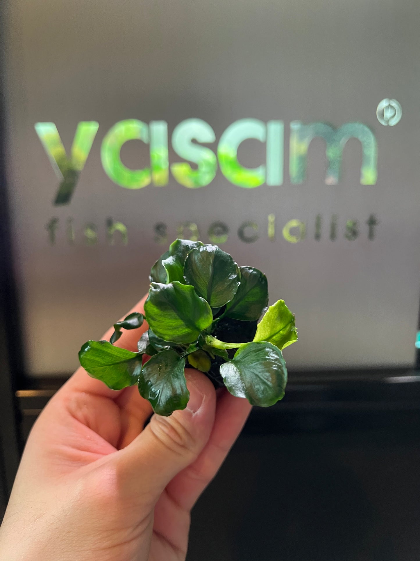 YASAM - Anubias coin nana di atas tanaman batu setinggi kira-kira 6-8cm