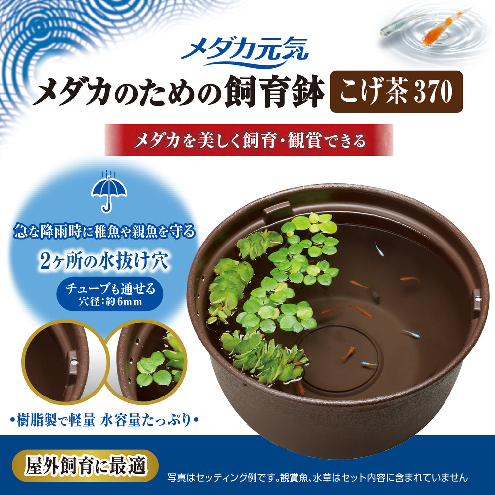 GEX - Medaka Rice Fish, Killifish Plastic Bowl 37-42cm Black Brown Branite