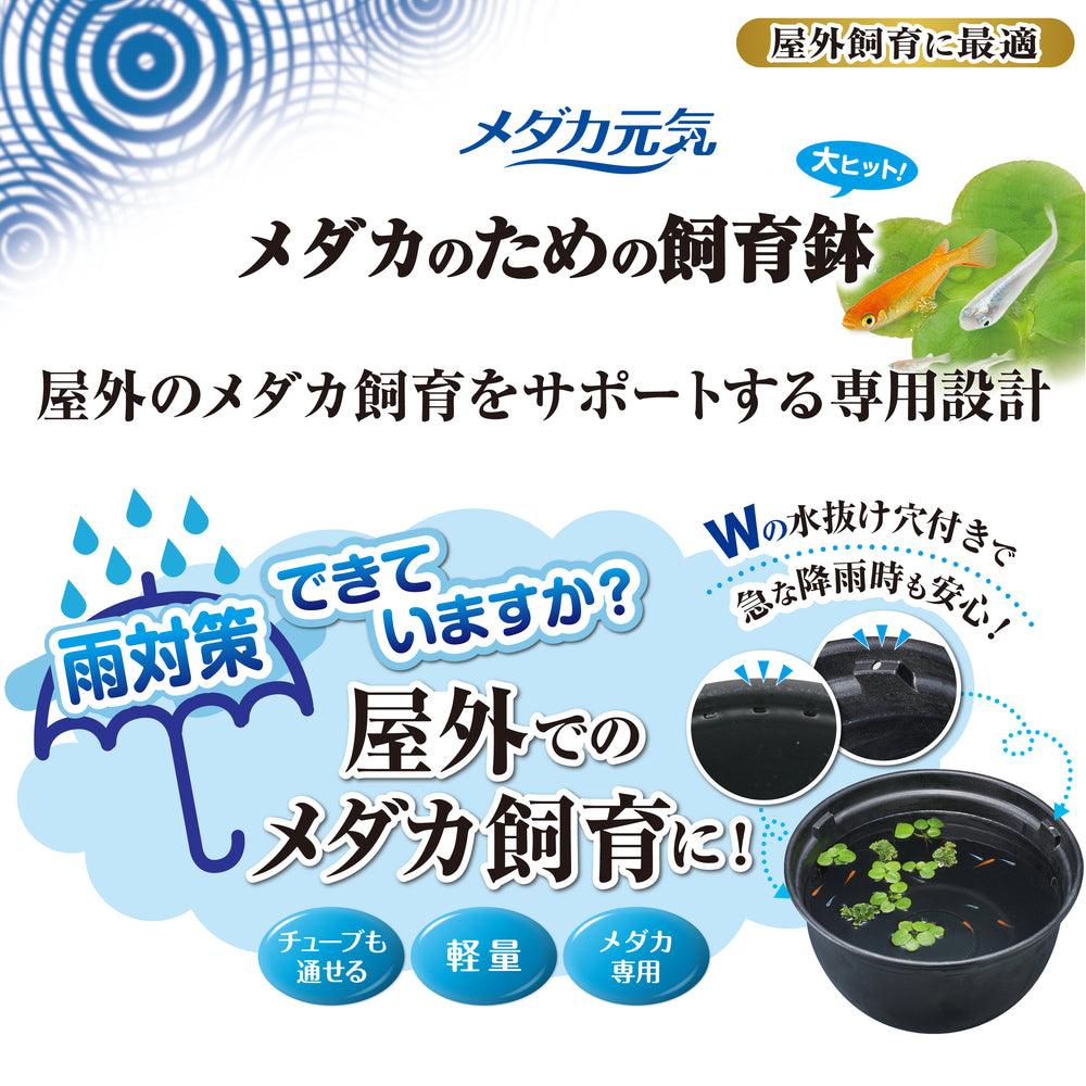 GEX - Medaka Rice Fish, Killifish Plastic Bowl 37-42cm Black Brown Branite