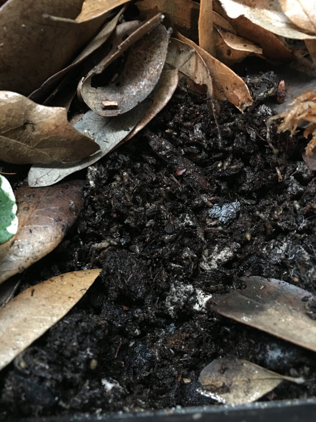 ZOO MED - Reptisoil Bioactive terrariums, paludariums and tropical set-ups for reptiles frogs