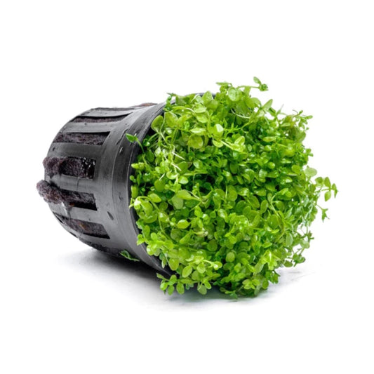 YASAM - Potted Carpeting Plants Micranthemum aka Monte Carlo (SG STORE Live Aquatic Plant)