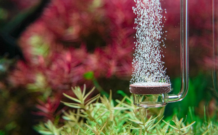 AQUARIO NEO - CO2 扩散器延长原始和特殊棕色(业内最细的气泡)