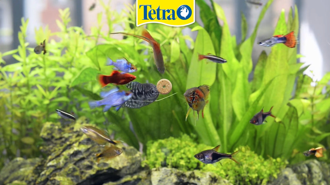 TETRA - FunTips Tablets 20 Tab for Aquarium Stick on Glass Food for tropical fishes