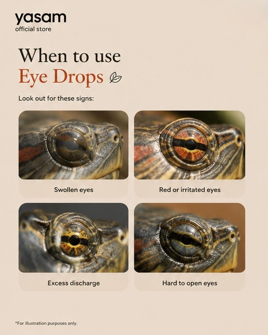 Red, Swollen or Closed Turtle Eyes? Causes, Prevention & How to Care for Eye Infections Naturally