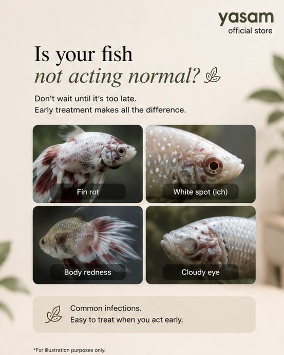 Is Your Fish Not Acting Normal? 4 Common Fish Diseases Every Aquarium Owner Should Recognise Early