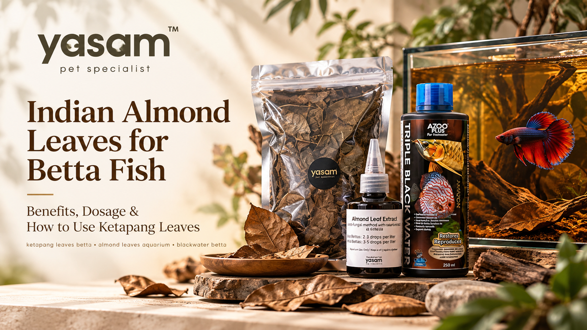 Indian Almond Leaves for Betta Fish: Benefits, Dosage & How to Use Ketapang Leaves