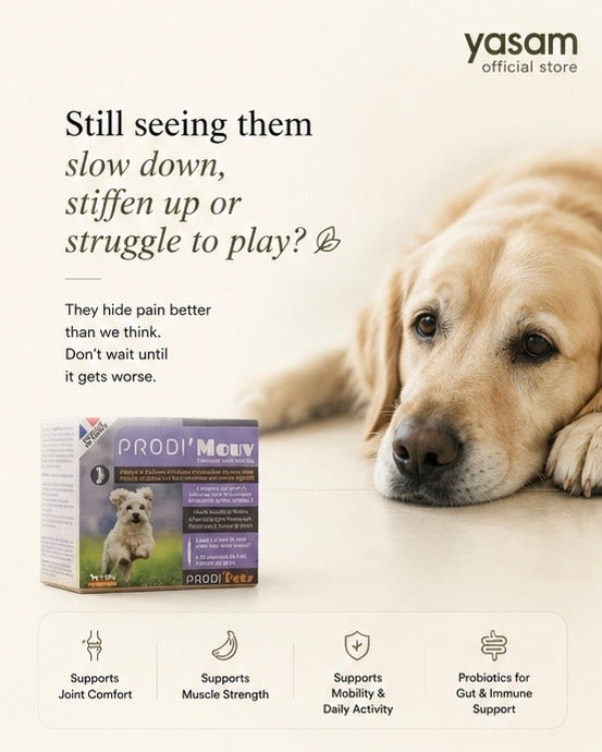 Why Your Pet Slows Down: Signs of Joint Pain & How Daily Joint Supplements Can Help
