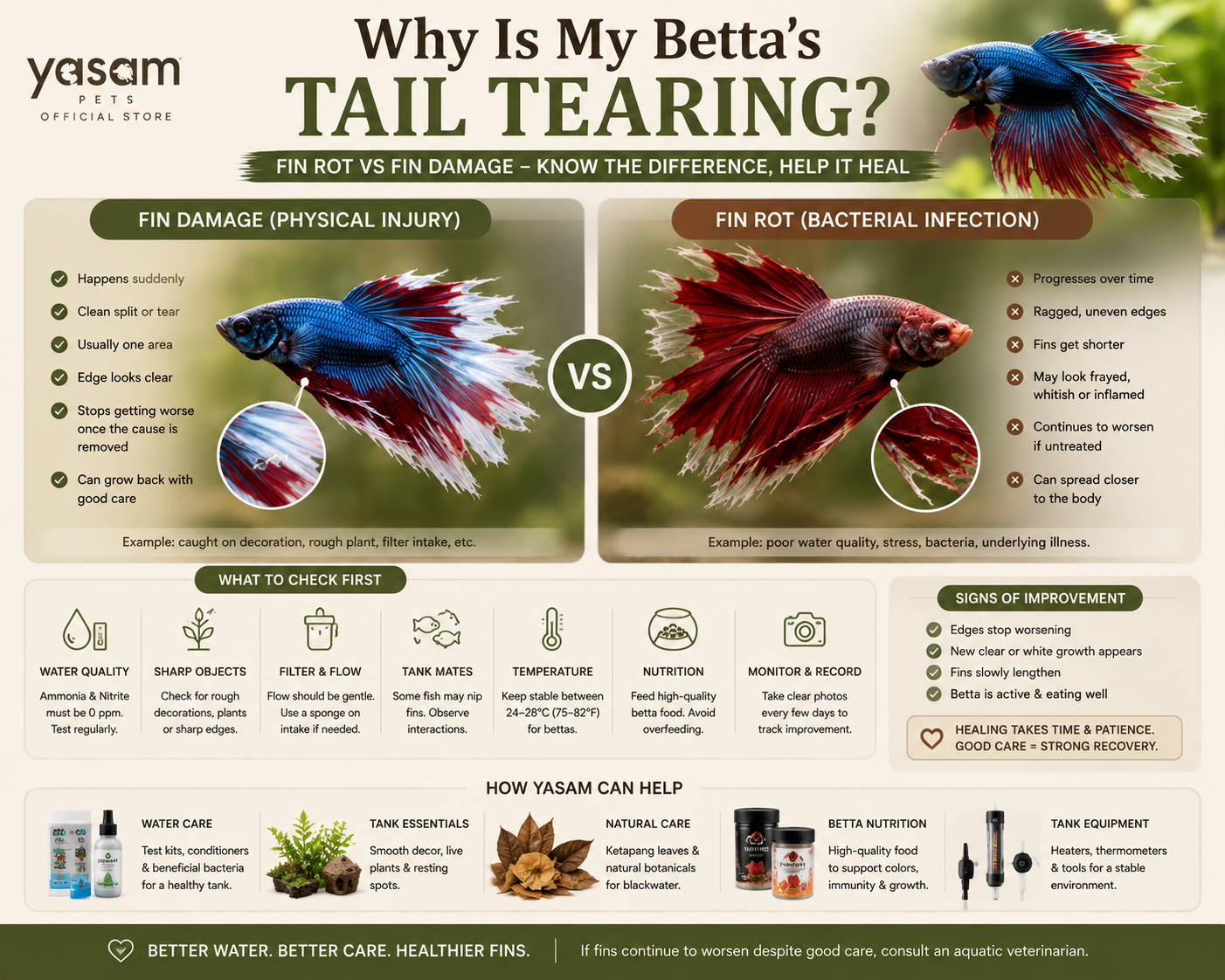 Why Is My Betta’s Tail Tearing? Fin Rot vs Fin Damage — Causes, Signs & How to Help It Heal