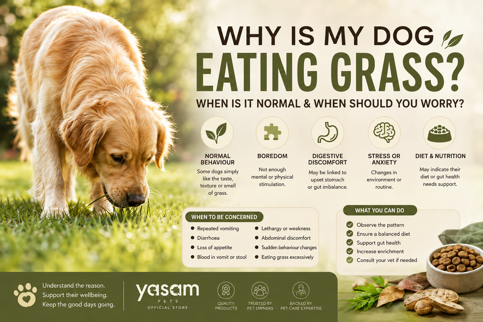 Why Is My Dog Eating Grass? When Is It Normal & When Should You Worry?