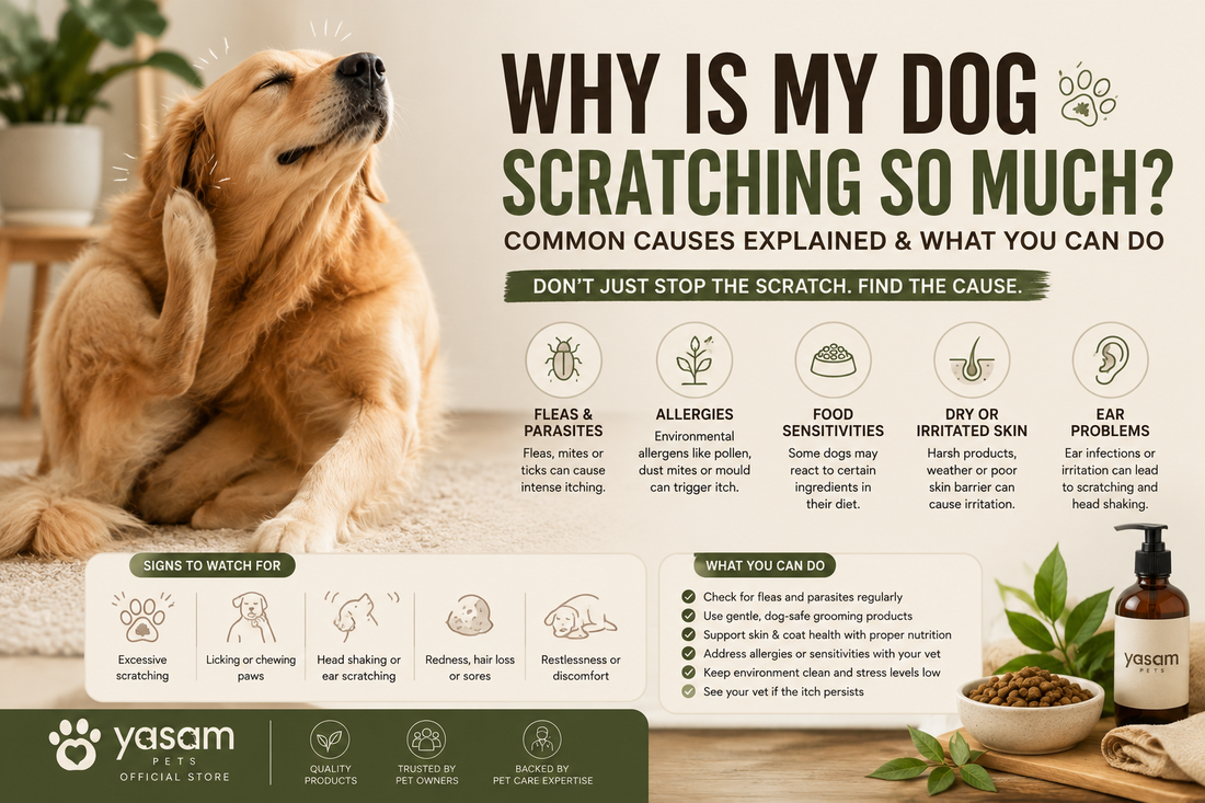 Why Is My Dog Scratching So Much? Common Causes, Solutions & When to See a Vet