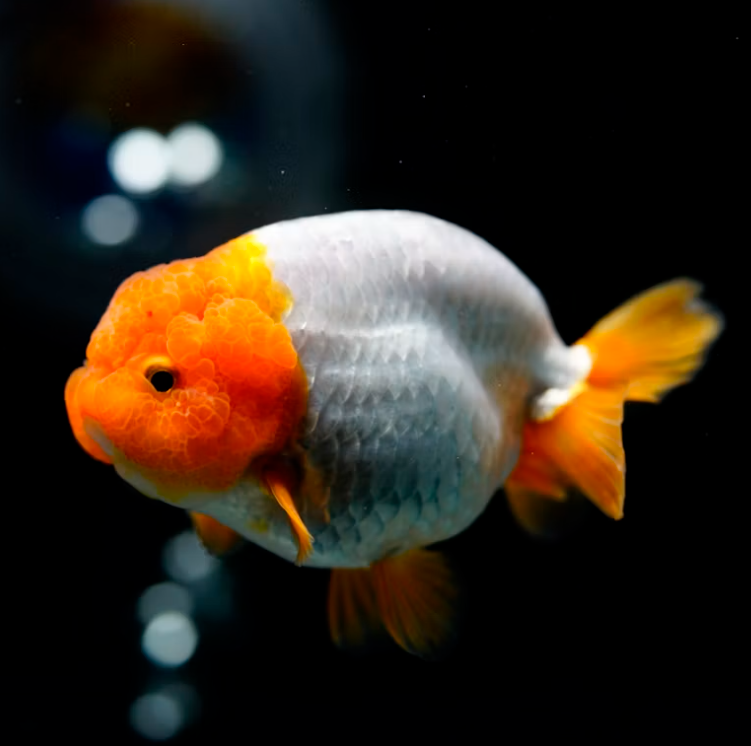 Aquarium