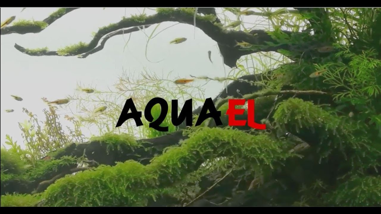 AQUAEL (EU)