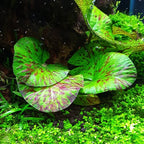 YASAM - Nymphaea Tiger Lotus Green Live Plant Underwater Lotus Good for Aquascape