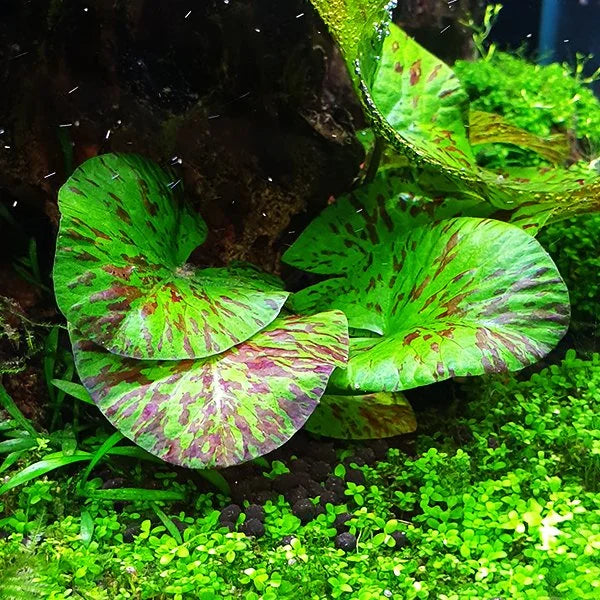 YASAM - Nymphaea Tiger Lotus Green Live Plant Underwater Lotus Good for Aquascape