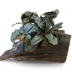 YASAM - Bucephalandra Brownie Ghost Ulu Kapu on Driftwood Live Aquarium Plant