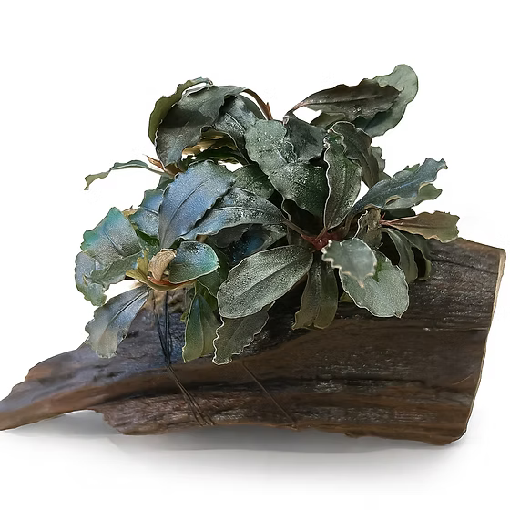 YASAM - Bucephalandra Brownie Ghost Ulu Kapu on Driftwood Live Aquarium Plant