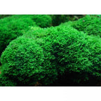 YASAM - Riccardia Chamedryfolia "Moss" on Pad Live Plant